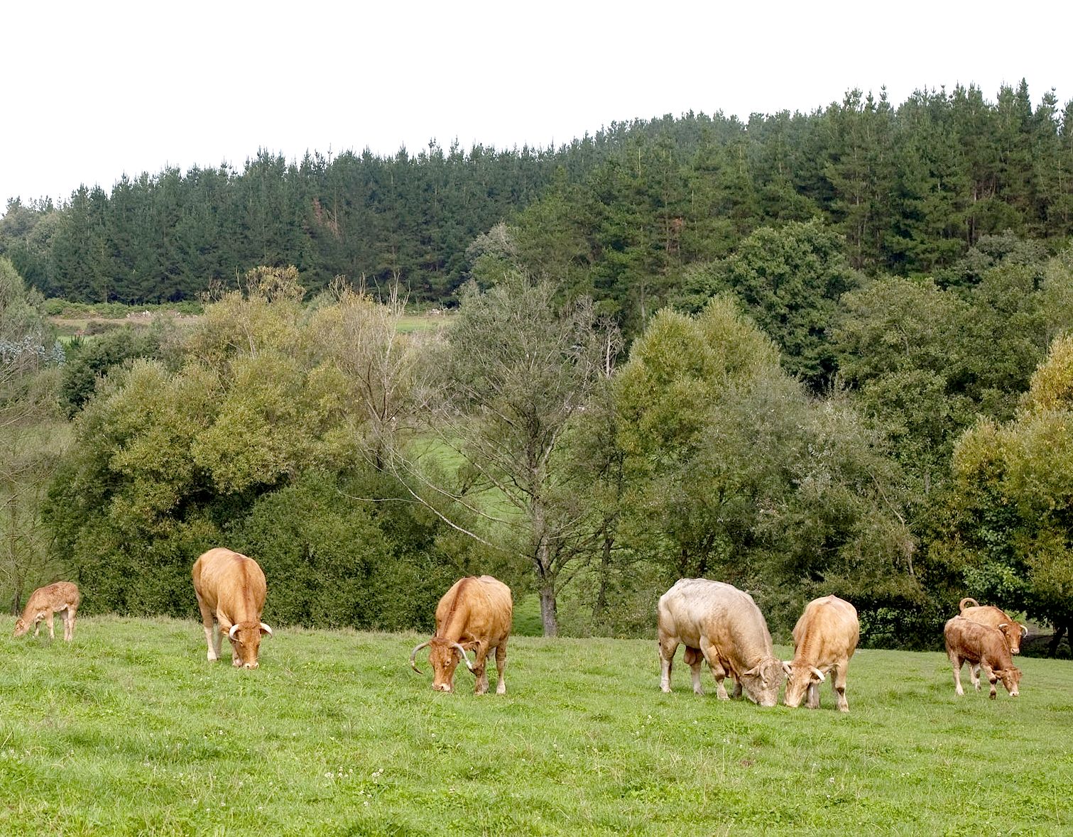 Raza bovina RUBIA GALLEGA
